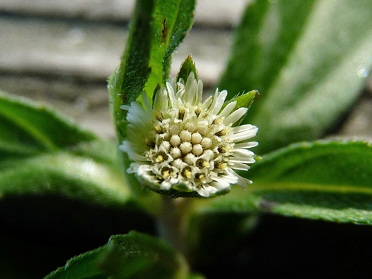 {Eclipta prostrata}